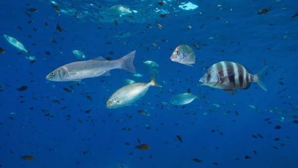 地中海水下有许多鱼类图片下载