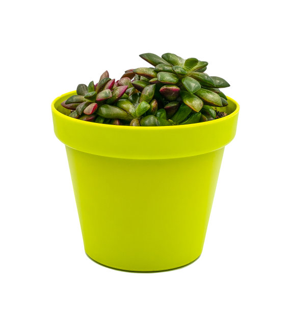 花盆里的多肉植物。图片下载