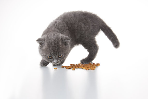 英国短毛猫幼猫图片下载