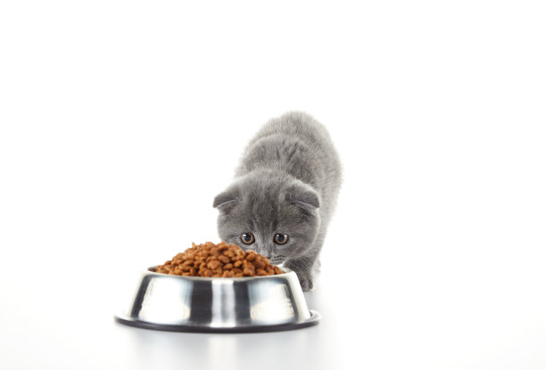 英国短毛猫幼猫图片下载