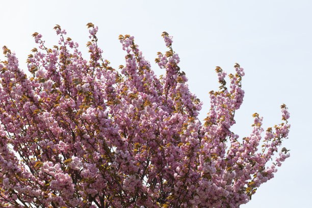 樱花开满了树。图片下载