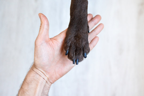 黑狗的爪子放在人的手上，爪子放在手掌上，象征着人狗的友谊图片下载