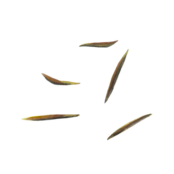 在白色背景上分离的干百里香。水彩手绘插图。图片下载