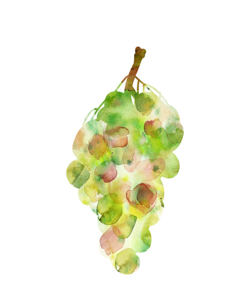 水彩抽象白葡萄串图片下载