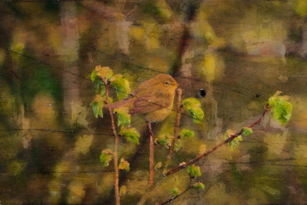 柳莺栖息在一根小树枝上图片下载