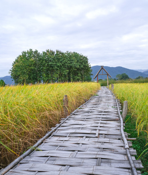 竹木步道桥。绿色和黄色的稻田，树木农场在农村边。图片下载