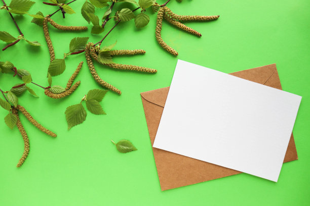 绿色的桦树枝与树叶和柳絮孤立在白色的背景上图片下载