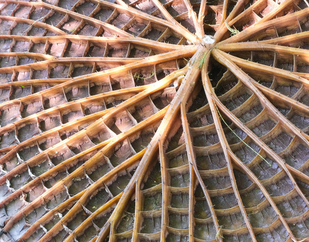 背面大维多利亚荷叶抽象纹理。宏观细节巨大的荷叶在池塘自然公园。图片下载