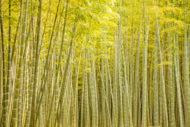 美丽清新的竹林图片下载