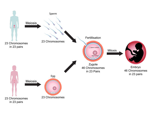 人体生殖过程生物学教育图。矢量插图ESP10。图片下载
