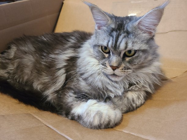 这个盒子是我的图片下载