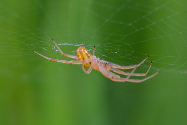 美丽的自然昆虫库存照片。图片下载