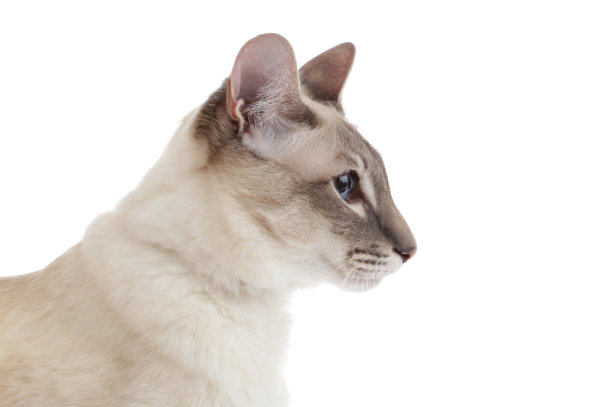 蓝点暹罗品种猫的肖像在白色工作室背景图片下载