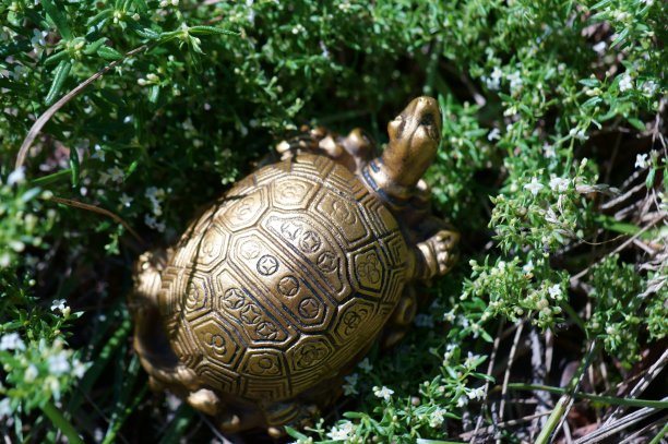 绿草里的金属龟。图片下载