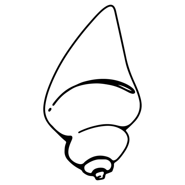 海贝蛤图片下载