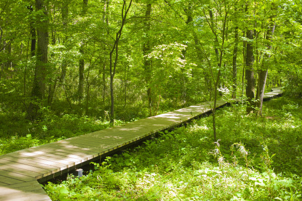 森林木板路图片下载