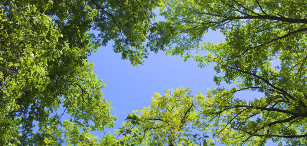 旗帜形象的森林天空图片下载