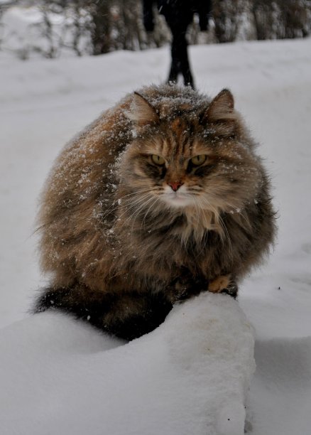 一只无家可归的流浪猫坐在居民区步行街边上的雪堆上。图片下载