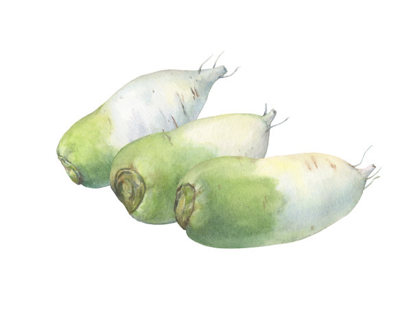 三个成熟的全绿白相间的白萝卜(又称白萝卜、冬萝卜)。手绘植物水彩画插图孤立的白色背景。图片下载