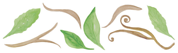 水彩。夏天的花和香草。明亮的夏天野花。种草木，绿叶，树枝。这些花是红色的，粉色的，紫色的。图片下载