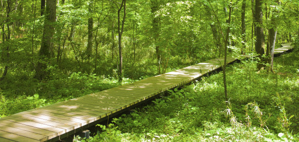 森林木板路图片下载