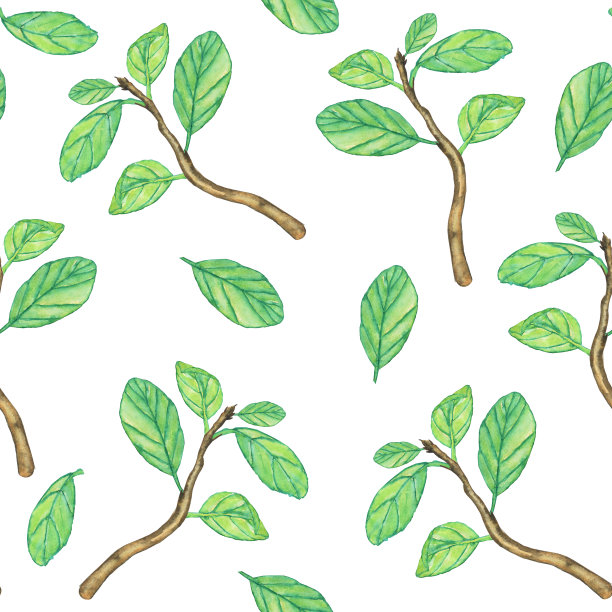 在白色背景上有绿色叶子无缝图案的树的树枝。水彩手绘插图。夏天树叶墙纸。绿色电子纸。图片下载