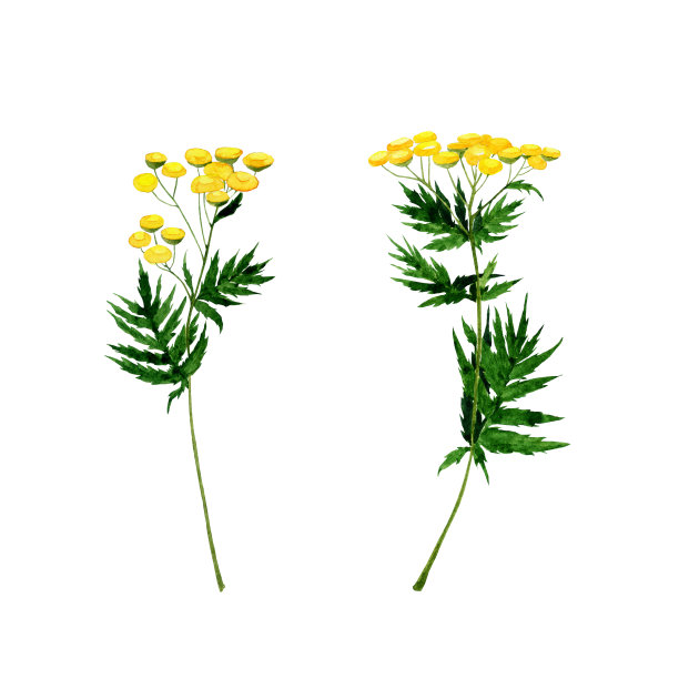 唐茜田花的两根枝条孤立在白色的背景上。水彩手绘插图。药用植物丹参。图片下载