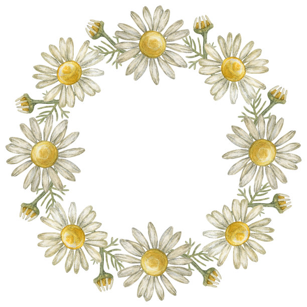 花环，框架与花洋甘菊。药房洋甘菊。水彩插图。图片下载