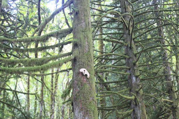 树上的恐怖面具图片下载