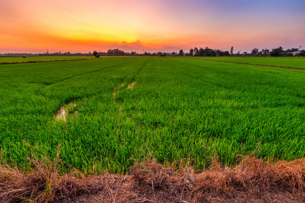美丽的绿色田野玉米田或玉米在亚洲国家农业收获与日落天空的背景。图片下载
