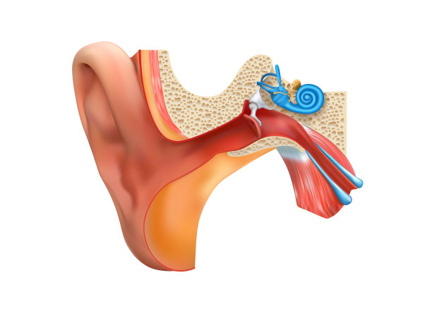 在医学上构造人耳图片下载