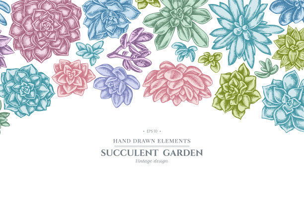 花的设计与柔和多汁的月桂图片下载