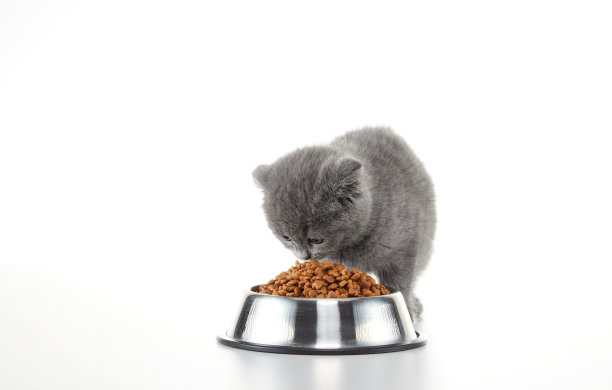 英国短毛小猫图片下载