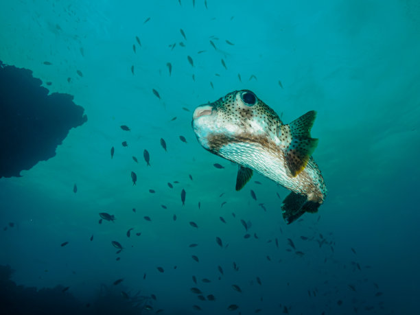 在海岸的Chichiriviche湾潜水图片下载