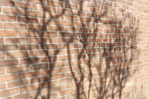 砖墙上的树影图片下载