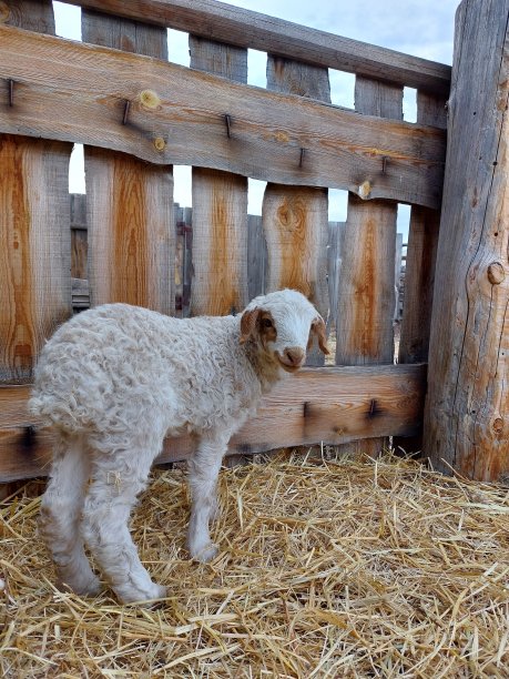 可爱的新生小羊羔被隔离在农场木栅栏附近图片下载
