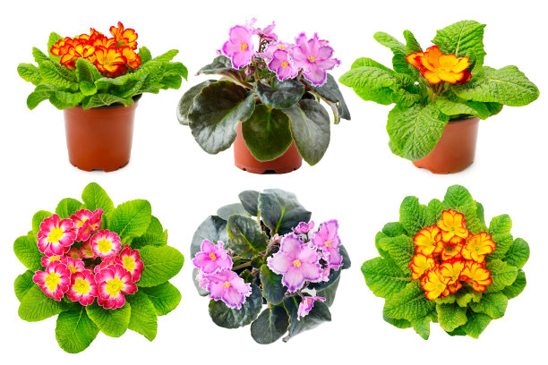 从不同的角度收集五颜六色的新鲜紫罗兰图片下载