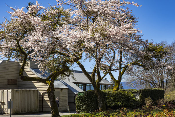 樱花的树图片下载