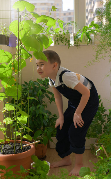 凉亭的玻璃阳台上有一个蔬菜园。一个孩子在看黄瓜的开花和生长。图片下载