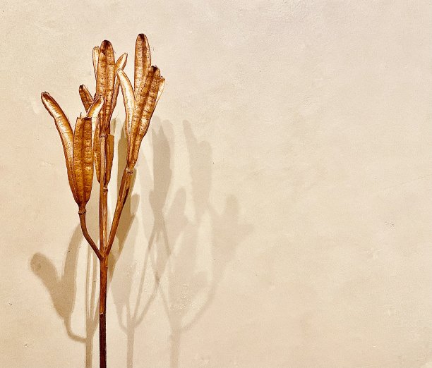 晒干的金色豆荚种子与阴影背靠墙图片下载