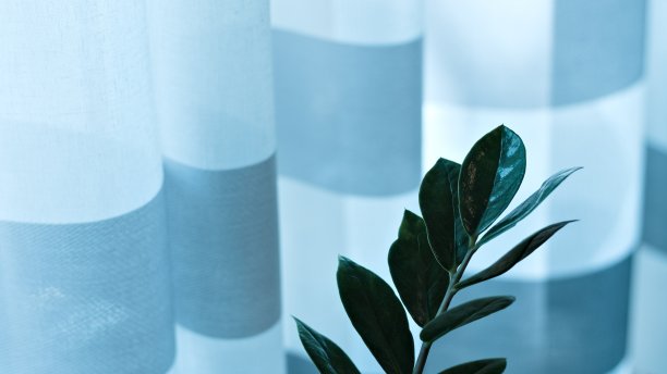 室内的泽米亚植物，在窗帘前有绿色的叶子(Pesaro, Marche，意大利)图片下载