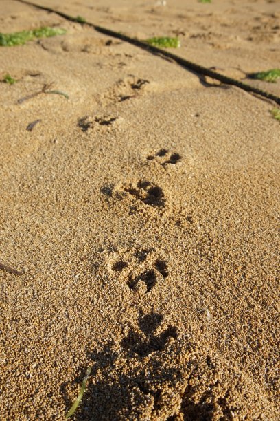 沙滩上的狗脚印图片下载