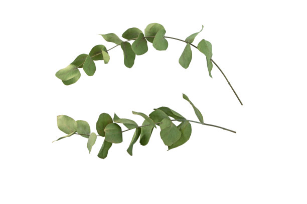 两个干燥的桉树分枝孤立在白色上图片下载