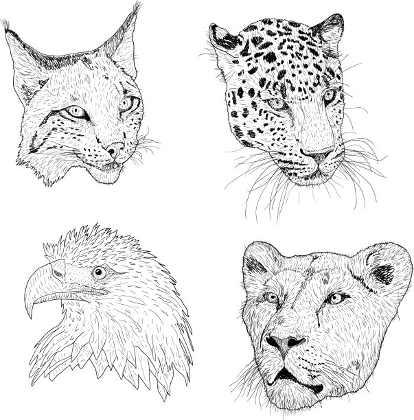 集素描剪影素描鹰猞猁豹图片下载