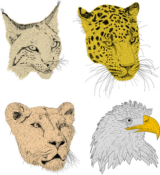 集素描剪影素描鹰猞猁豹图片下载