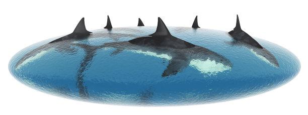 大白鲨在一个水泡中孤立在白色的背景上图片下载