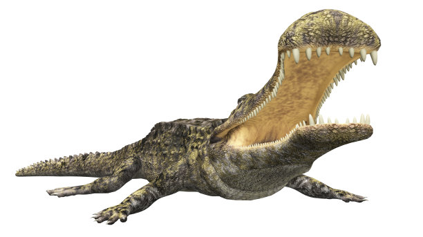 史前鳄鱼隔离在白色背景图片下载