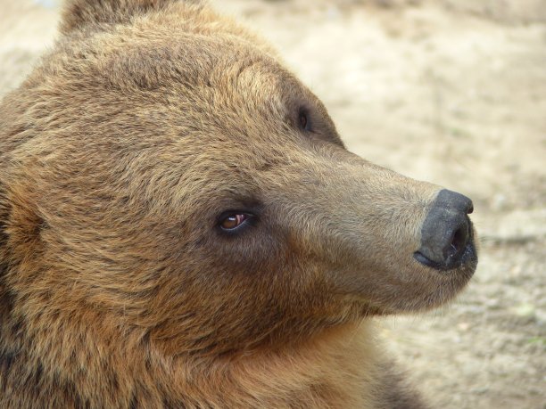 熊,瑞士伯尔尼图片下载