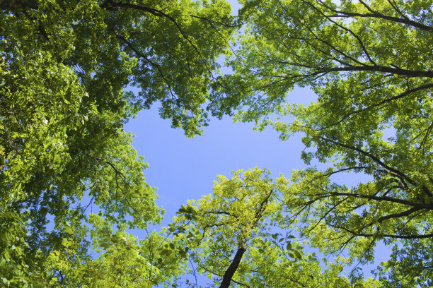 森林的天空图片下载
