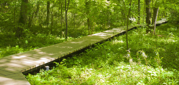 森林木板路的横幅图像图片下载